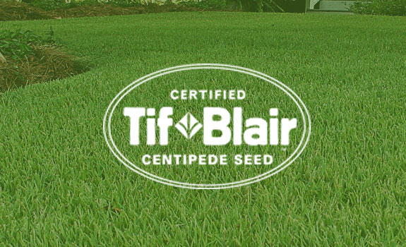Tif-Blair Centipede Seed