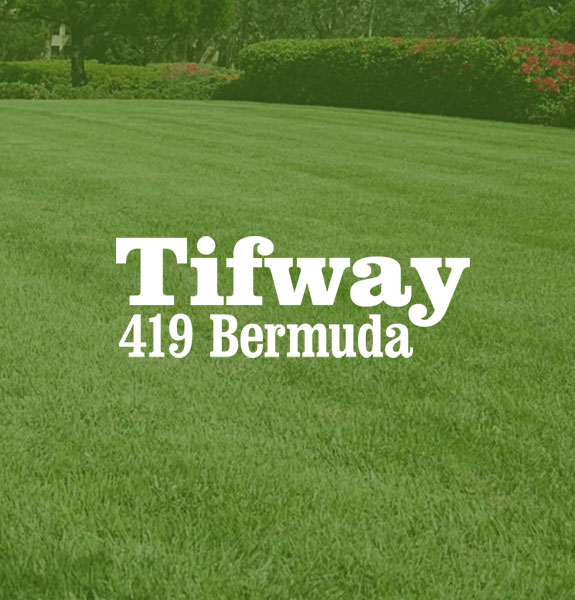Tifway 419 Bermuda grass