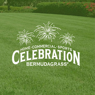 Celebration Bermudagrass