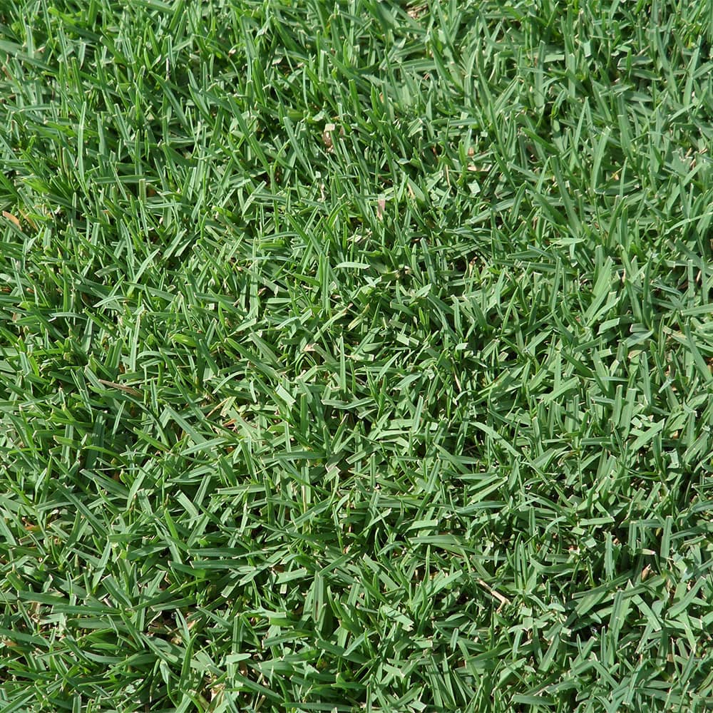 celebration-bermuda-grass-close-up
