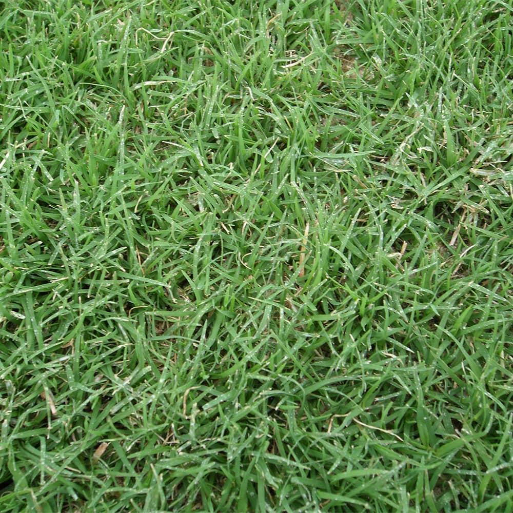 northbridge-bermuda-grass